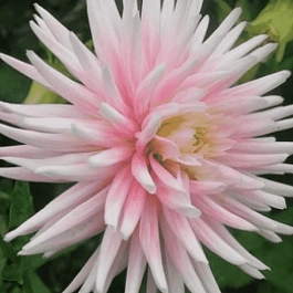 Георгина Stars Lady