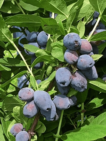 Жимолость плодовая Blue Treasure