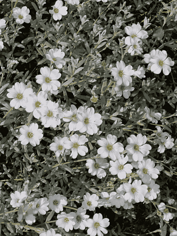 Ясколка войлочная Silberteppich