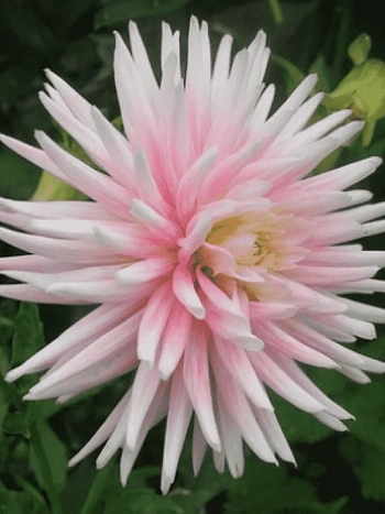 Георгина Stars Lady