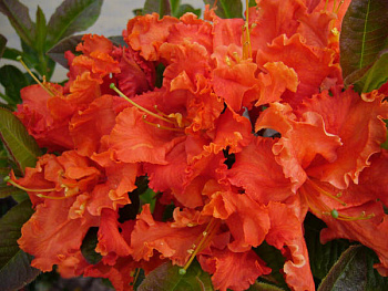 Азалия гибридная Спениш Денсер