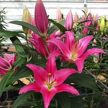 Лилия восточная Тарранго НАБОР 2ШТ (1+1)