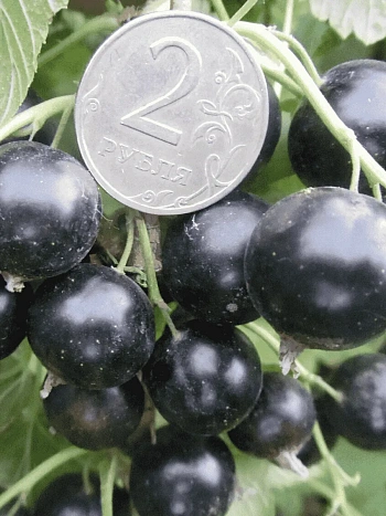 Смородина черная Ядреная