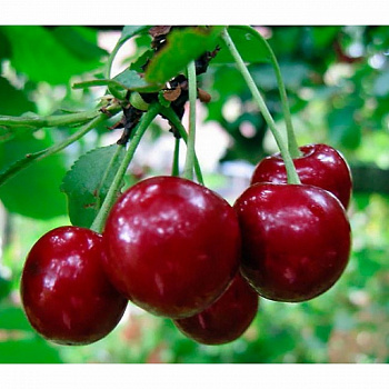 Вишня обыкновенная Малиновка