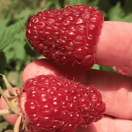 Малина ремонтантная Polka