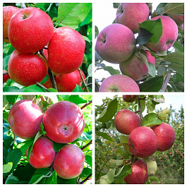 Дерево-сад (3-4х летка) яблоня 4 сорта Хоней Крисп-Мантет-Лобо-Жигулевское