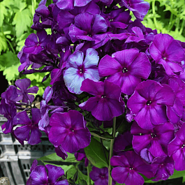 Флокс метельчатый Магия