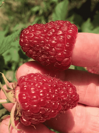 Малина ремонтантная Polka