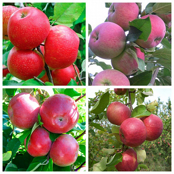Дерево-сад (3-4х летка) яблоня 4 сорта Хоней Крисп-Мантет-Лобо-Жигулевское