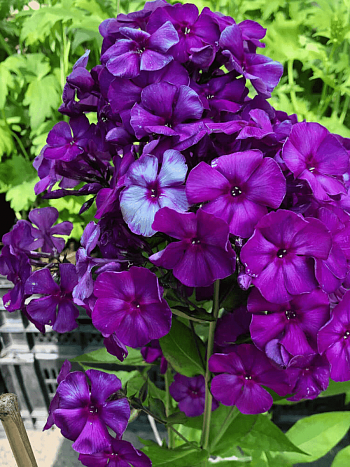 Флокс метельчатый Магия