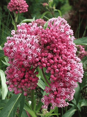 Ваточник инкарнатный Cinderella