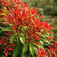 Пиерис японский Forest Flame