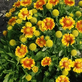 Гайлардия гибридная Arizona Apricot