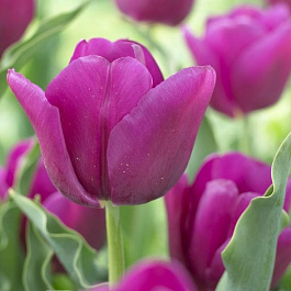 Тюльпан Триумф Пассионале