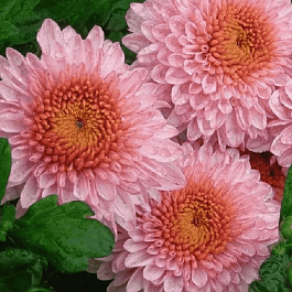 Хризантема мелкоцветковая Blenda Pink