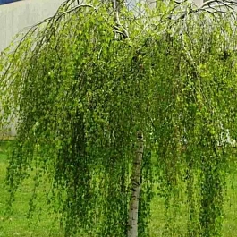 Береза повислая Youngii ТОЛЬКО САМОВЫВОЗ