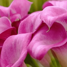 Калла Pink Puppy