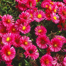 Астра кустарниковая Дженни Астра кустарниковая Дженни