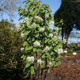Ирга ольхолистная Обелиск Ирга ольхолистная Обелиск