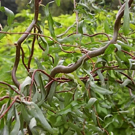 Ива белая (Ива серебристая) Дартс Снейк