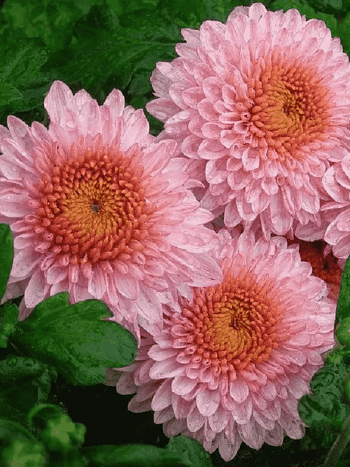 Хризантема мелкоцветковая Blenda Pink