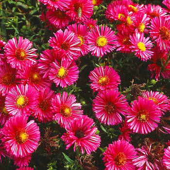 Астра кустарниковая Дженни