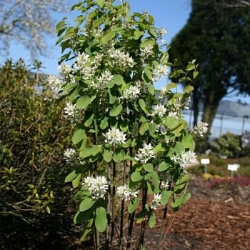 Ирга ольхолистная Обелиск