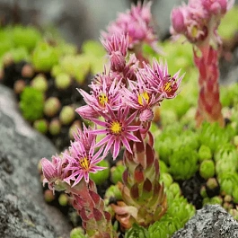 Молодило горное