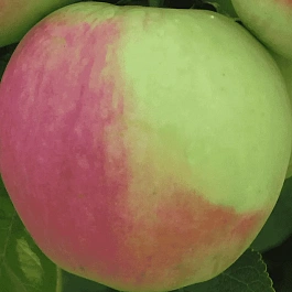 Яблоня Синап северный