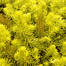 Очиток отогнутый Yellow Cushion