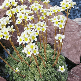 Камнеломка живучая