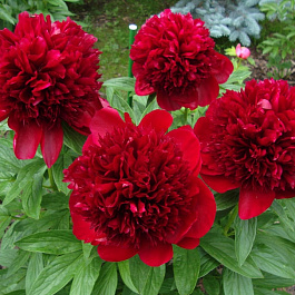 Пион травянистый Ред Мэджик