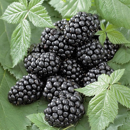 Ежевика Блэк Джем