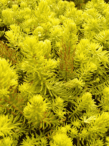 Очиток отогнутый Yellow Cushion