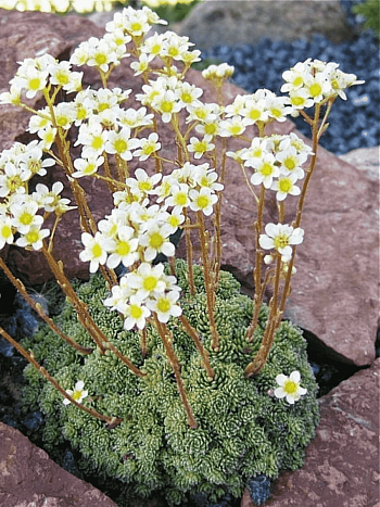 Камнеломка живучая