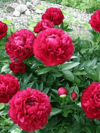 Пион Молочноцветковый Henry Bockstoce