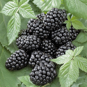 Ежевика Блэк Джем