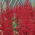 Астильба Арендса Red Tone