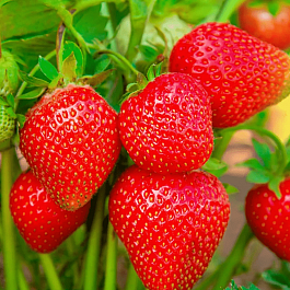 Земляника садовая Фалко