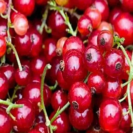 Смородина красная Красная Андрейченко