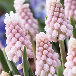 Мускари армянский Пинк Санрайз