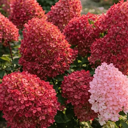 Гортензия метельчатая Petite Flori