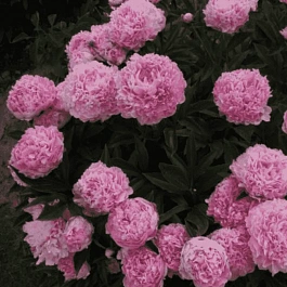 Пион Молочноцветковый Lady Kate