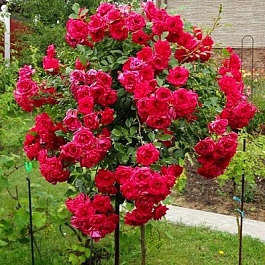 Роза Мона Лиза  Штамб Роза Мона Лиза  Штамб