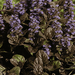 Живучка ползучая Braun Herz