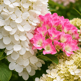 Гортензия метельчатая смесь