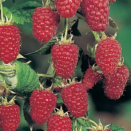 Малина традиционная Лель Малина традиционная Лель