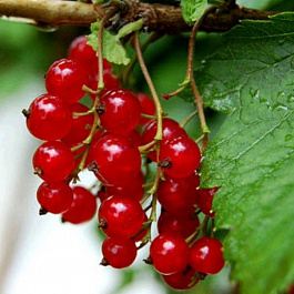 Смородина красная Осиповская Смородина красная Осиповская