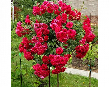 Роза Мона Лиза  Штамб