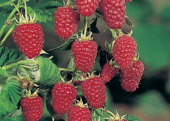 Малина традиционная Лель